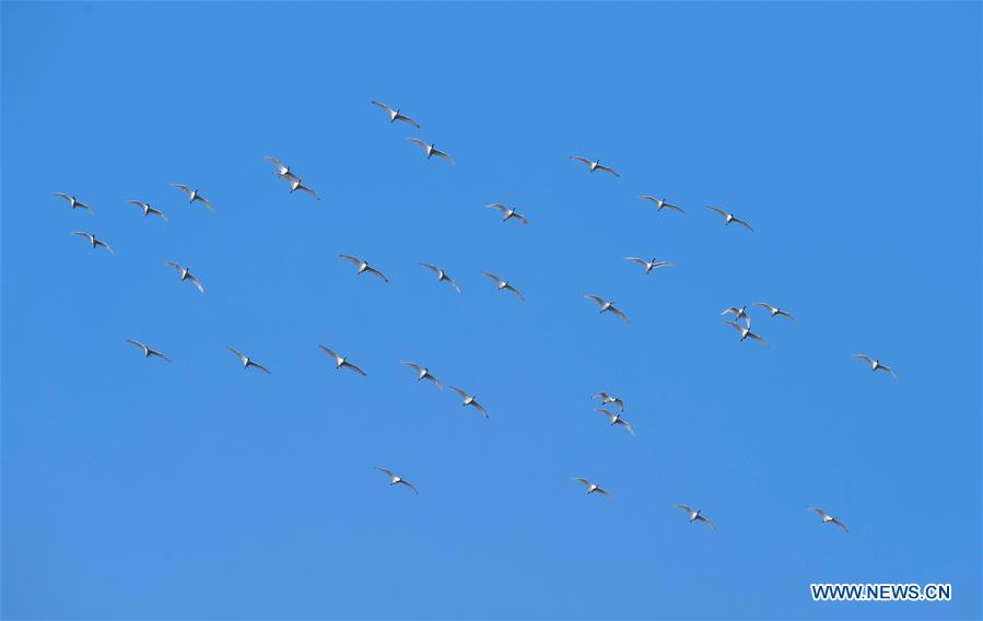 CHINA-HAINAN-MIGRATORY BIRDS (CN)