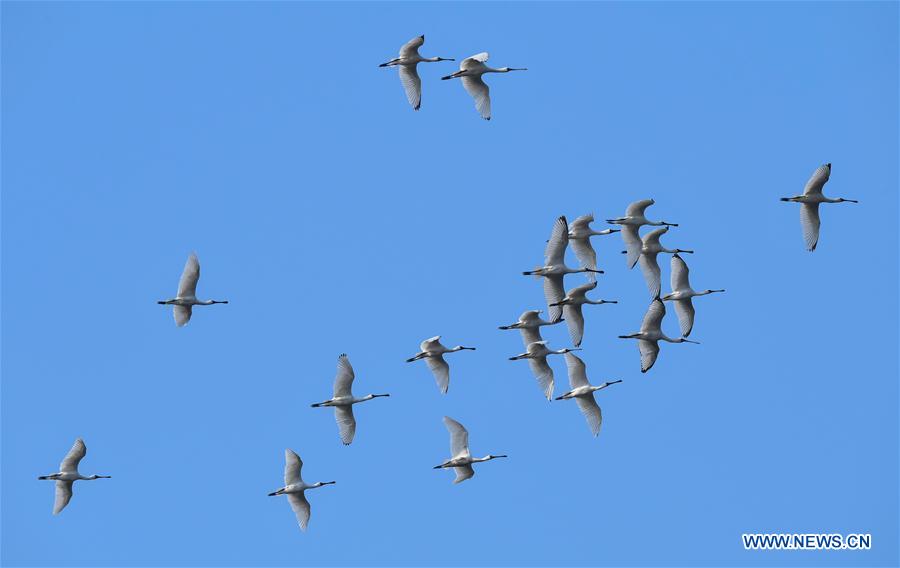 CHINA-HAINAN-MIGRATORY BIRDS (CN)