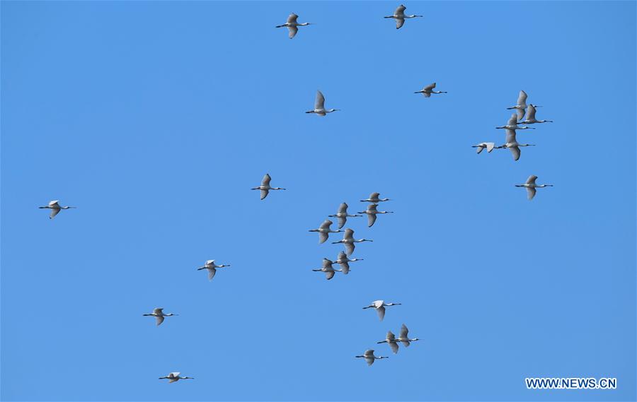 CHINA-HAINAN-MIGRATORY BIRDS (CN)