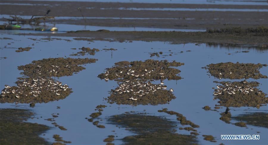 CHINA-HAINAN-MIGRATORY BIRDS (CN)