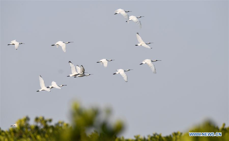 CHINA-HAINAN-MIGRATORY BIRDS (CN)