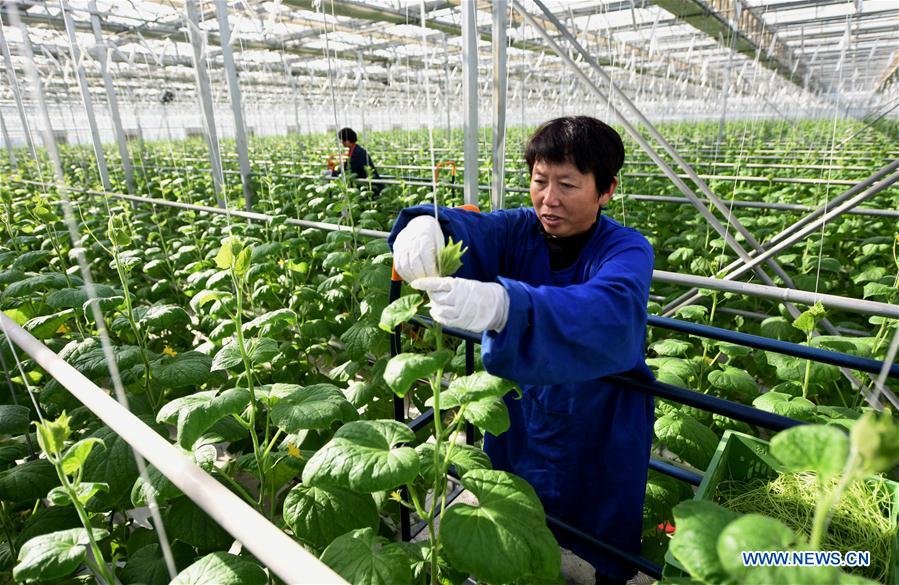 CHINA-HEBEI-MODERN AGRICULTURAL ZONE (CN)