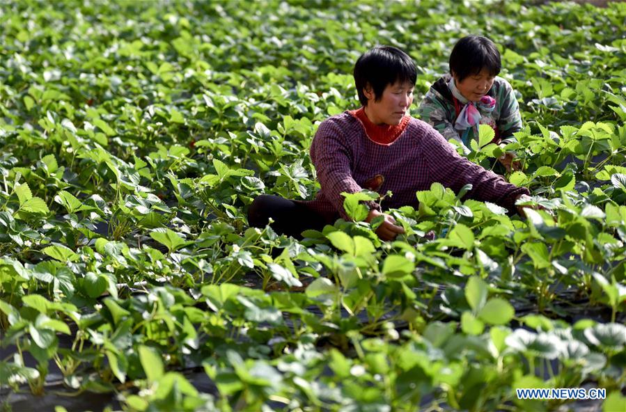 CHINA-HEBEI-MODERN AGRICULTURAL ZONE (CN)