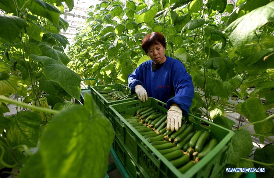 CHINA-HEBEI-MODERN AGRICULTURAL ZONE (CN)
