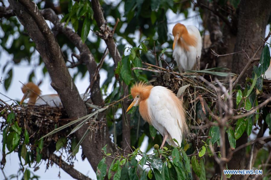 INDONESIA-BALI-GIANYAR-HERON BIRD