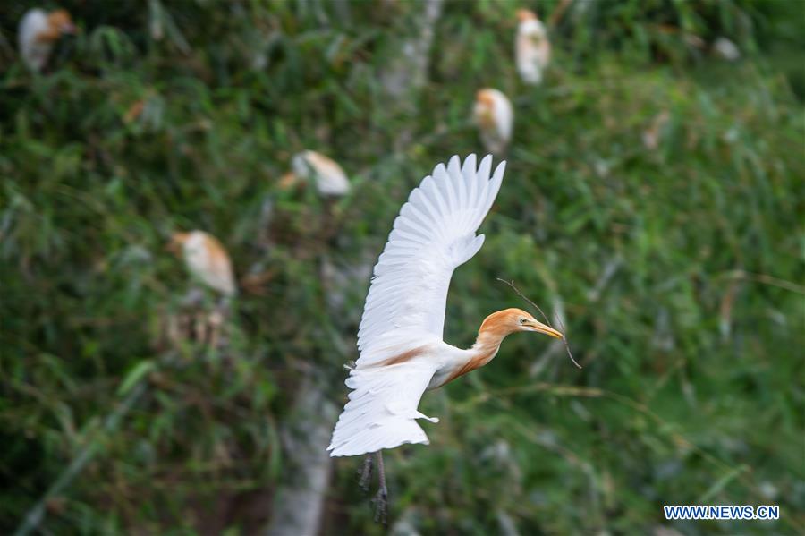 INDONESIA-BALI-GIANYAR-HERON BIRD