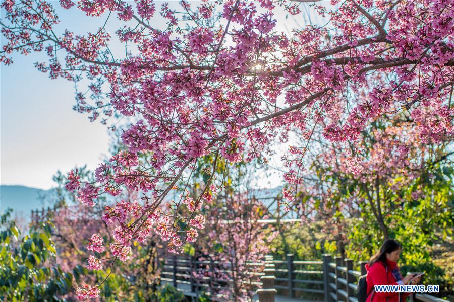 CHINA-YUNNAN-CHERRY VALLEY-SCENERY (CN)