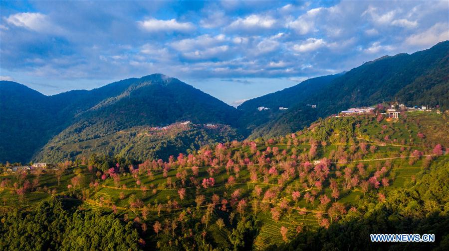 CHINA-YUNNAN-CHERRY VALLEY-SCENERY (CN)