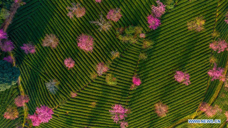 CHINA-YUNNAN-CHERRY VALLEY-SCENERY (CN)