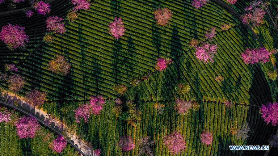 CHINA-YUNNAN-CHERRY VALLEY-SCENERY (CN)