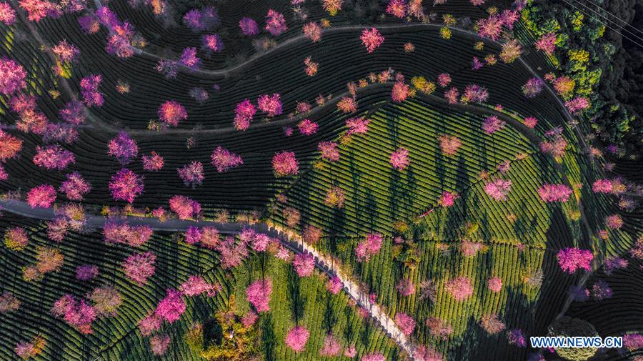 CHINA-YUNNAN-CHERRY VALLEY-SCENERY (CN)