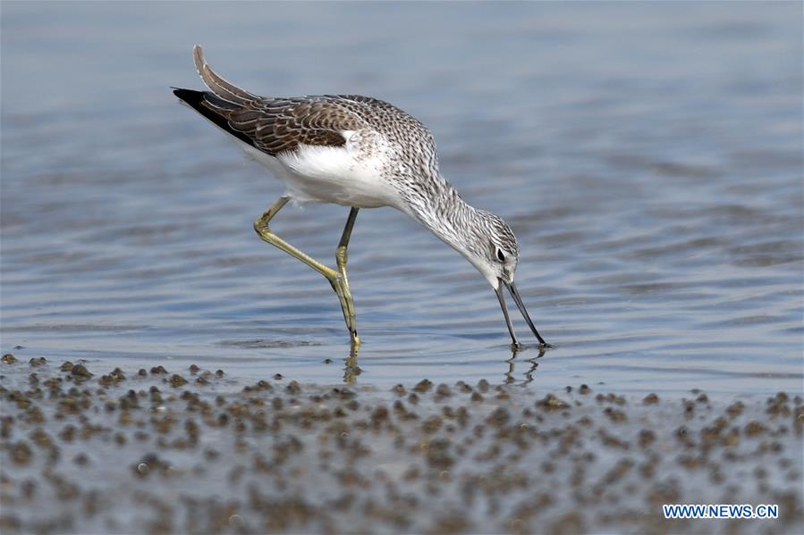 KUWAIT-KUWAIT CITY-NATURE-BIRDS