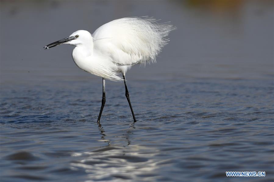 KUWAIT-KUWAIT CITY-NATURE-BIRDS