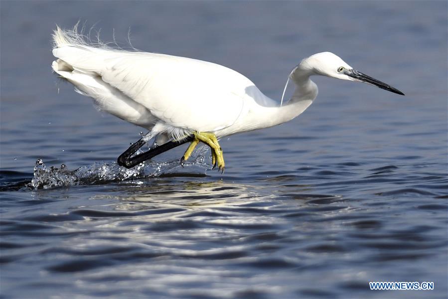 KUWAIT-KUWAIT CITY-NATURE-BIRDS