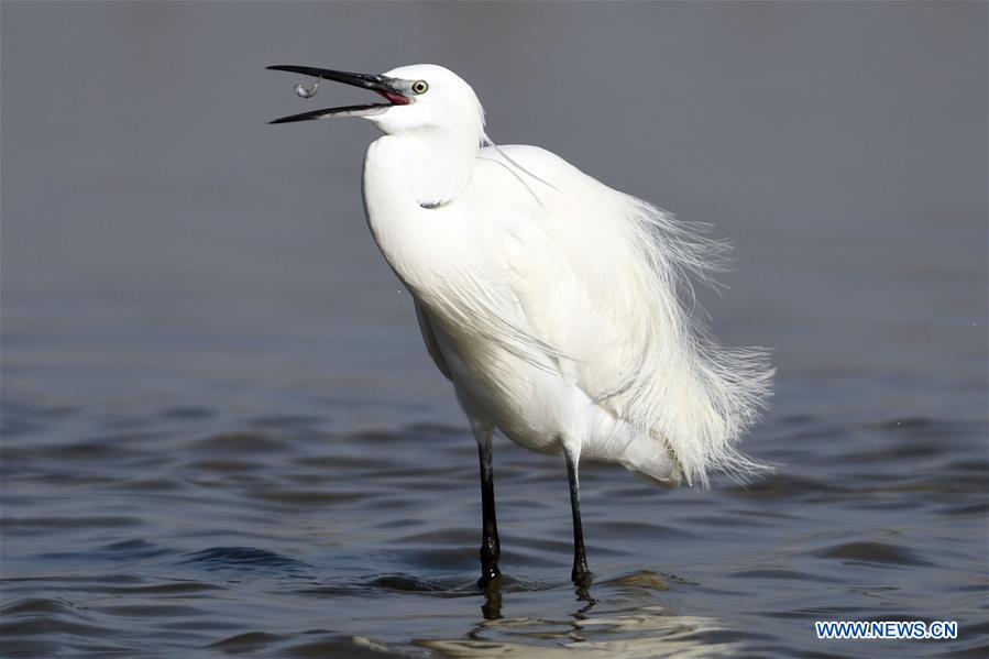 KUWAIT-KUWAIT CITY-NATURE-BIRDS