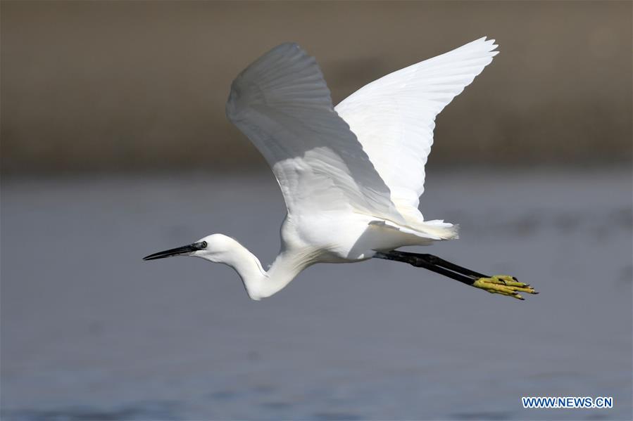 KUWAIT-KUWAIT CITY-NATURE-BIRDS