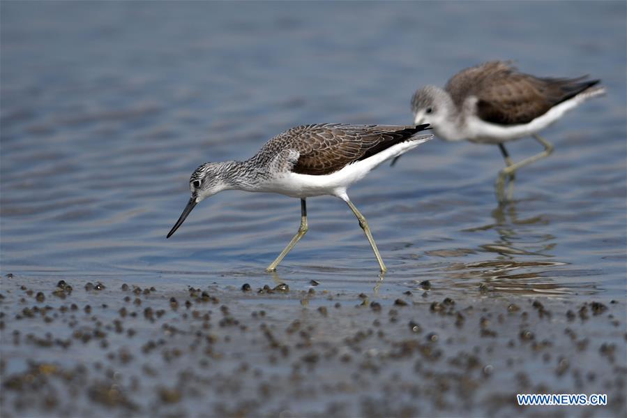 KUWAIT-KUWAIT CITY-NATURE-BIRDS