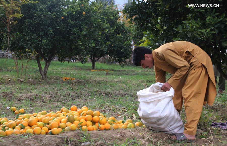 AFGHANISTAN-KUNAR-ORANGE GARDEN