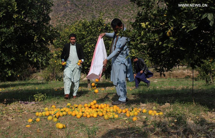 AFGHANISTAN-KUNAR-ORANGE GARDEN