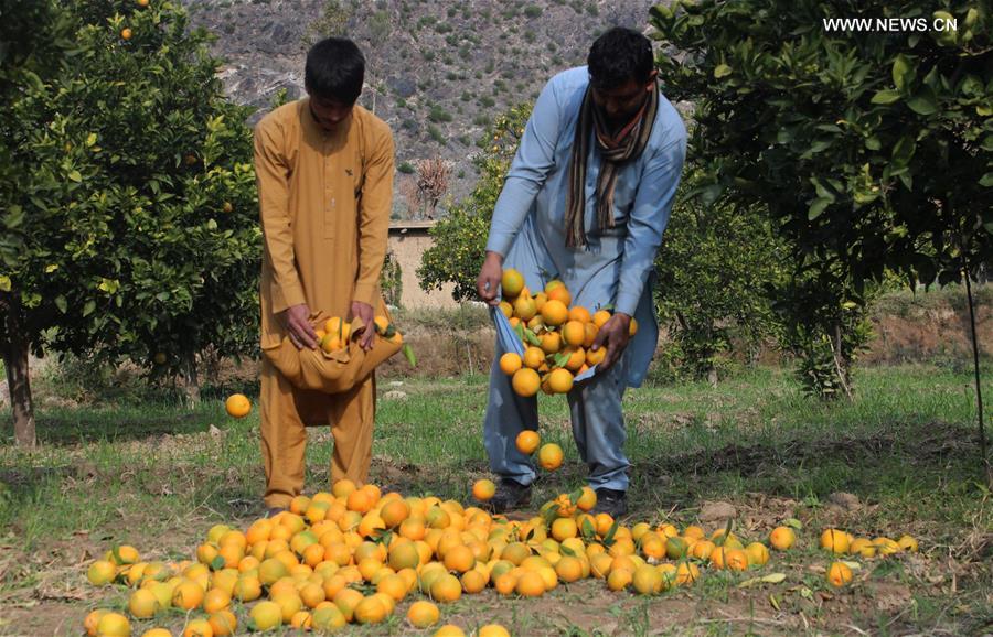AFGHANISTAN-KUNAR-ORANGE GARDEN