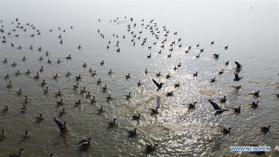CHINA-ANHUI-ANQING-CAIZI LAKE WETLAND-MIGRANT BIRD (CN)