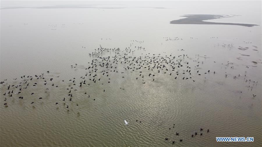 CHINA-ANHUI-ANQING-CAIZI LAKE WETLAND-MIGRANT BIRD (CN)