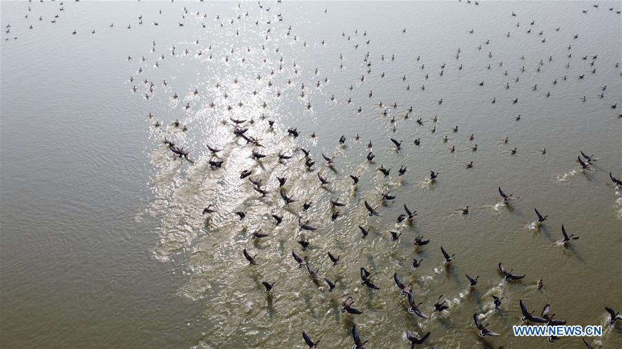 CHINA-ANHUI-ANQING-CAIZI LAKE WETLAND-MIGRANT BIRD (CN)