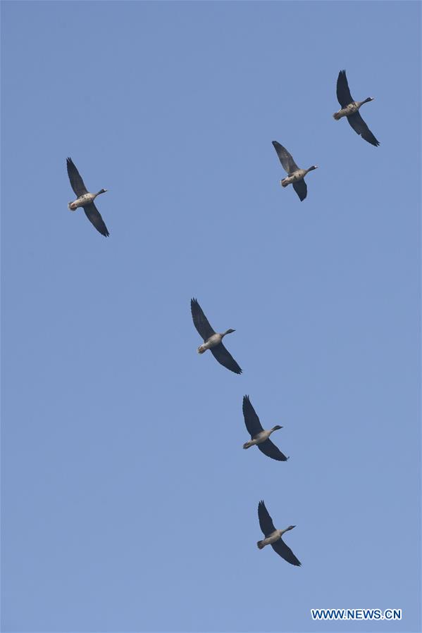 CHINA-ANHUI-ANQING-CAIZI LAKE WETLAND-MIGRANT BIRD (CN)
