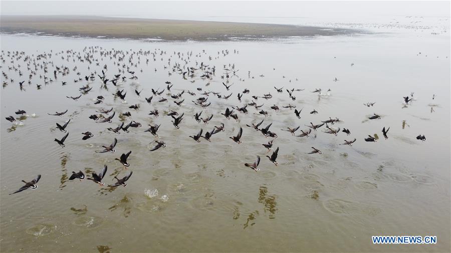 CHINA-ANHUI-ANQING-CAIZI LAKE WETLAND-MIGRANT BIRD (CN)