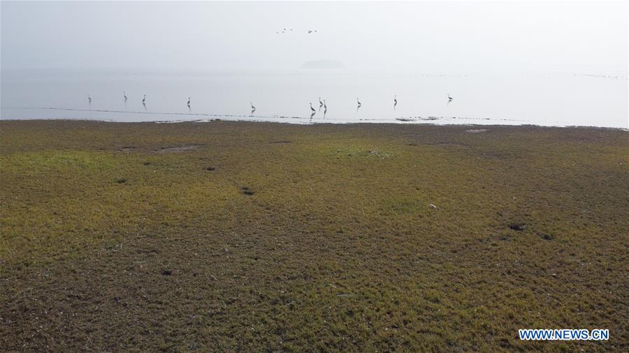 CHINA-ANHUI-ANQING-CAIZI LAKE WETLAND-MIGRANT BIRD (CN)