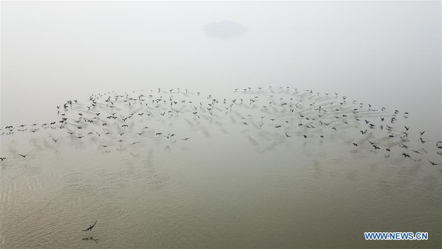 CHINA-ANHUI-ANQING-CAIZI LAKE WETLAND-MIGRANT BIRD (CN)