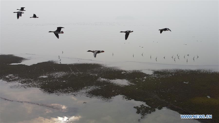 CHINA-ANHUI-ANQING-CAIZI LAKE WETLAND-MIGRANT BIRD (CN)