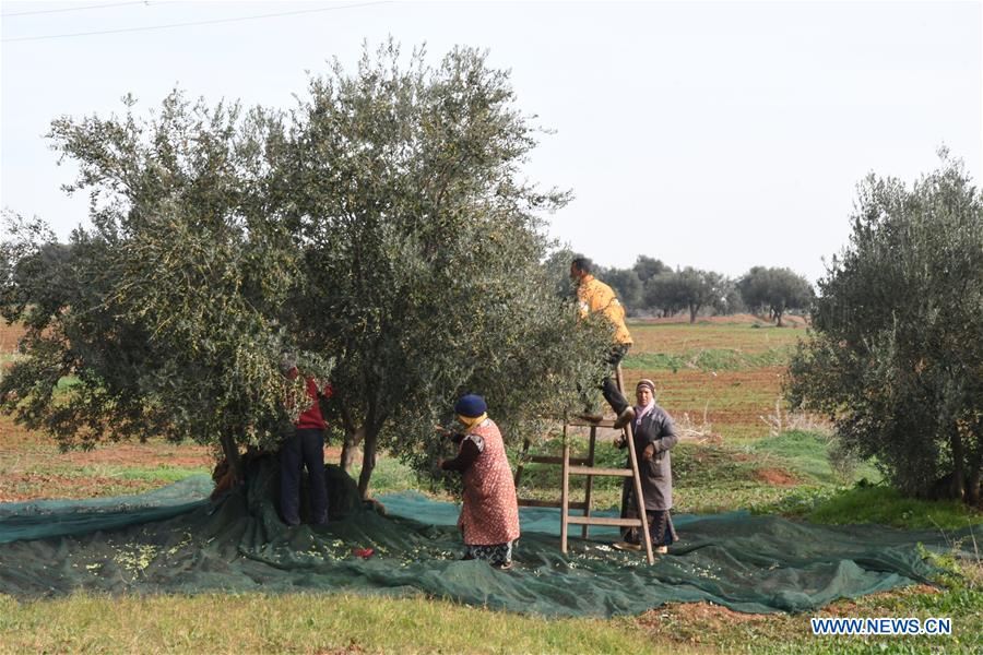 TUNISIA-TUNIS-OLIVE OIL-PRODUCTION