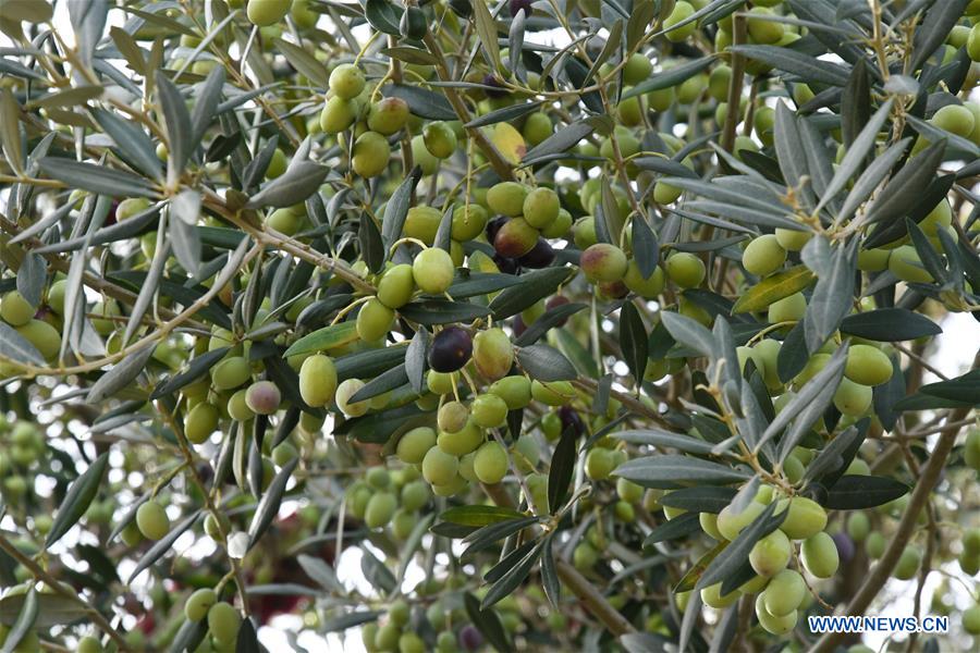 TUNISIA-TUNIS-OLIVE OIL-PRODUCTION