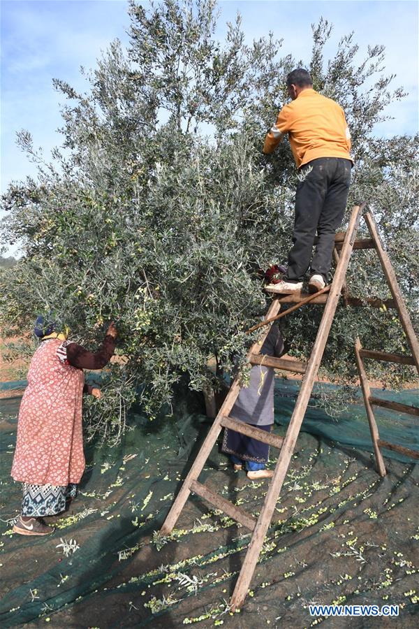 TUNISIA-TUNIS-OLIVE OIL-PRODUCTION