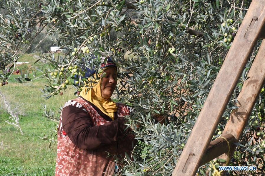 TUNISIA-TUNIS-OLIVE OIL-PRODUCTION
