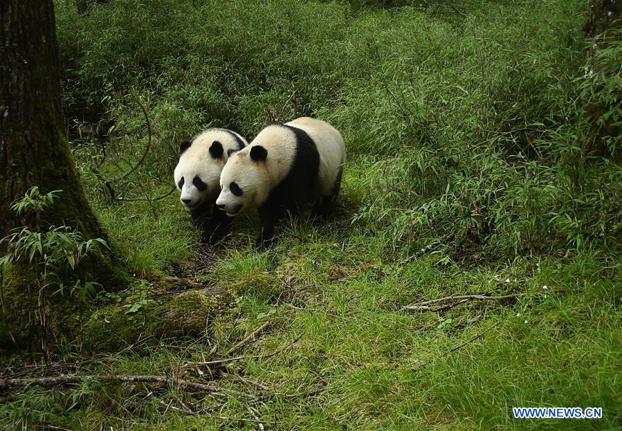 giant pandas in the wild