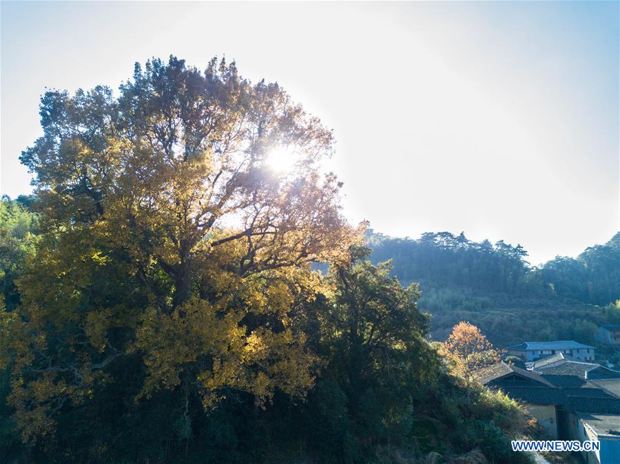 CHINA-FUJIAN-WINTER-SCENERY(CN)