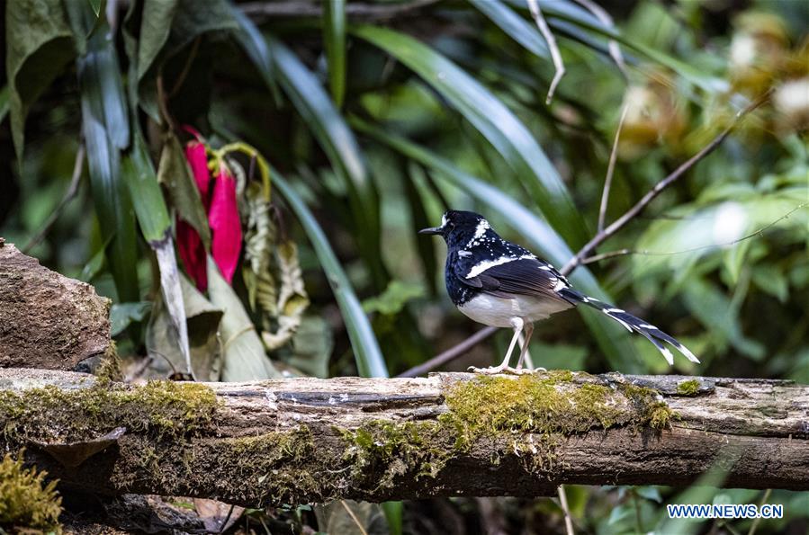 CHINA-YUNNAN-SANHE-BIRD WATCHING-POVERTY ALLEVIATION (CN)