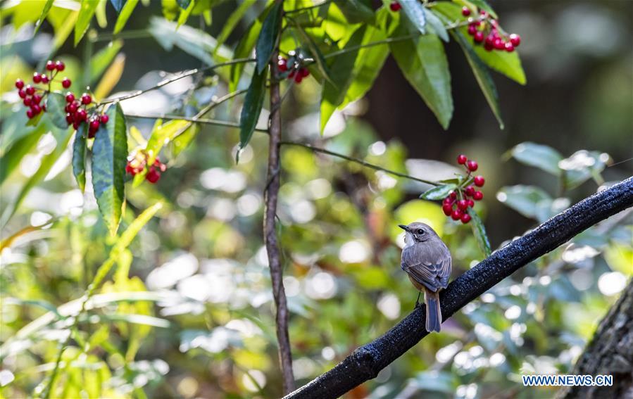 CHINA-YUNNAN-SANHE-BIRD WATCHING-POVERTY ALLEVIATION (CN)