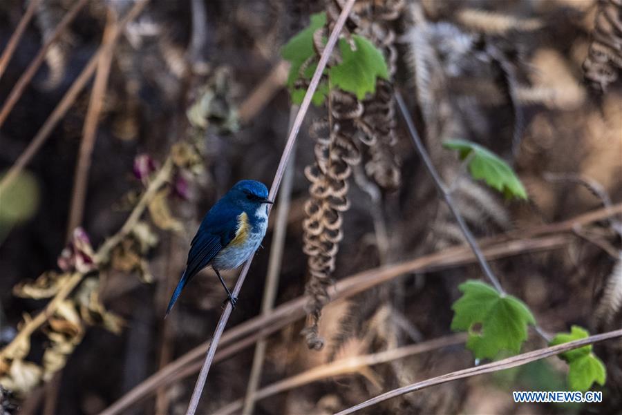 CHINA-YUNNAN-SANHE-BIRD WATCHING-POVERTY ALLEVIATION (CN)