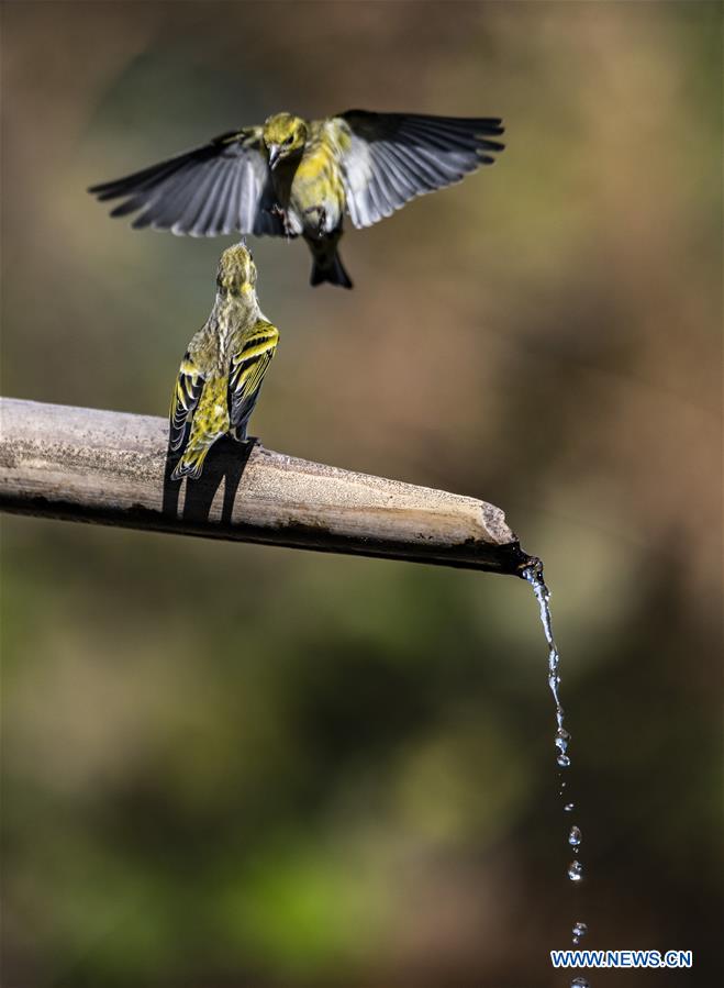 CHINA-YUNNAN-SANHE-BIRD WATCHING-POVERTY ALLEVIATION (CN)
