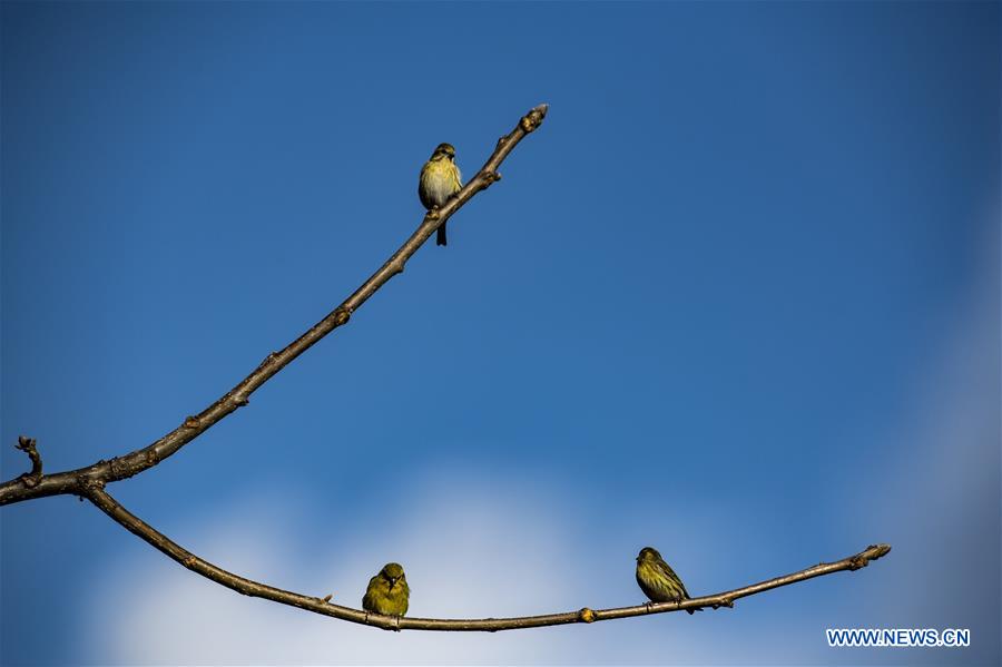 CHINA-YUNNAN-SANHE-BIRD WATCHING-POVERTY ALLEVIATION (CN)