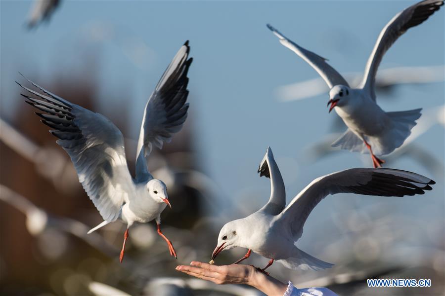 CHINA-YUNNAN-KUNMING-GULL (CN)