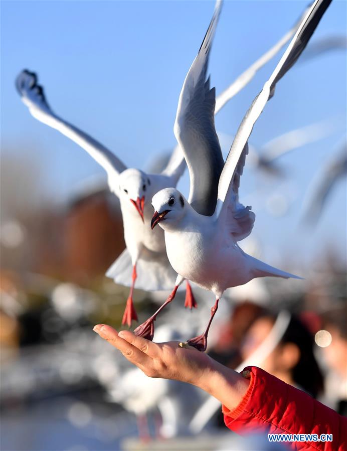 CHINA-YUNNAN-KUNMING-GULL (CN)