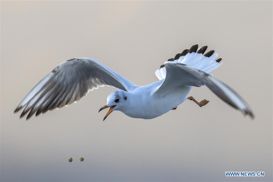 CHINA-YUNNAN-KUNMING-GULL (CN)