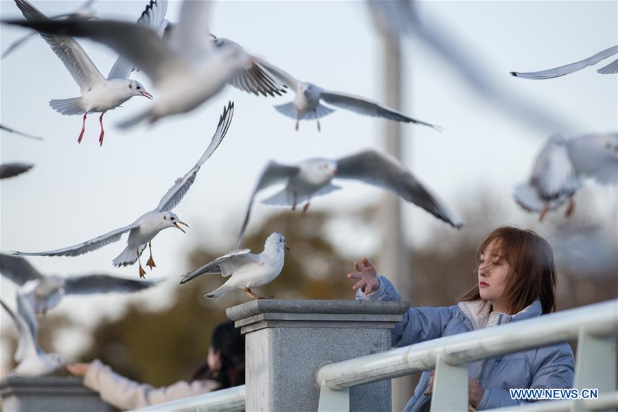 CHINA-YUNNAN-KUNMING-GULL (CN)