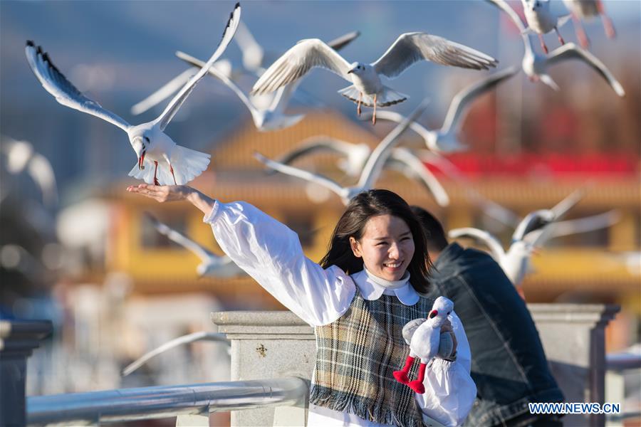 CHINA-YUNNAN-KUNMING-GULL (CN)
