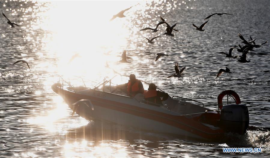 CHINA-YUNNAN-KUNMING-GULL (CN)