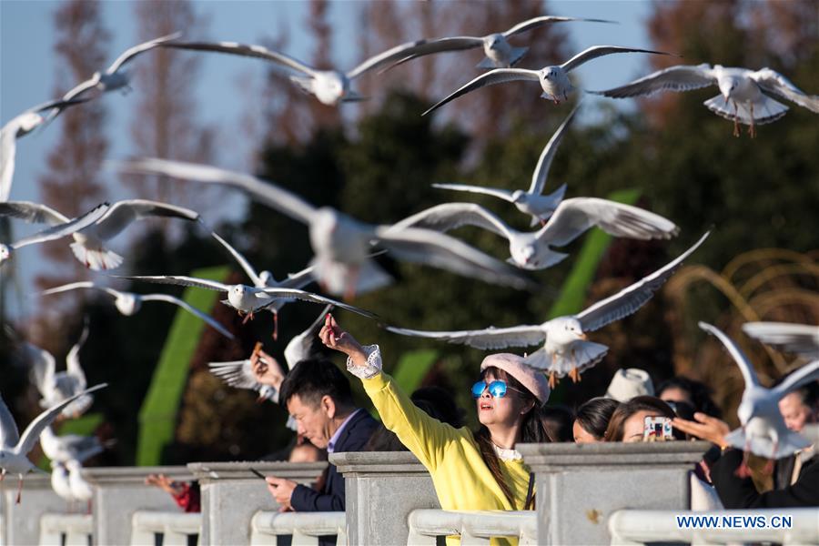 CHINA-YUNNAN-KUNMING-GULL (CN)